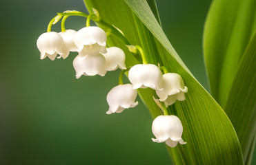 lily of the valley