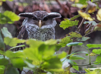 Grand duc, dans le feuillage, au jardin des plantes