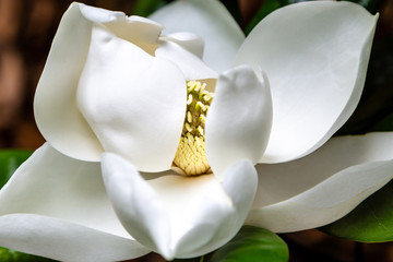 Magnolia blossom