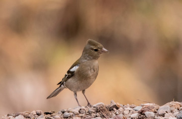 bird on the beach