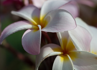 fleurs de frangipanier, en gros plan