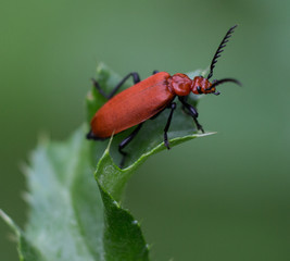 coléoptère orange posé sur une feuille verte