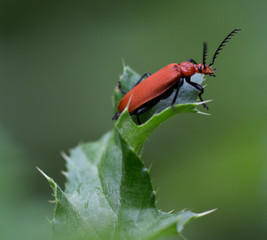 coléoptère orange posé sur une feuille verte