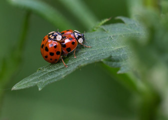 Obraz premium Coccinelles en train de copuler sur une feuille