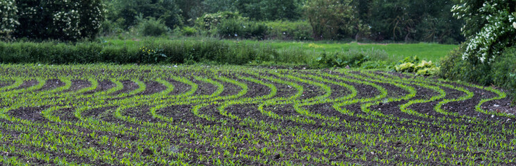 plants de maïs en train de germer dans un champs, dessinant des courbes vertes