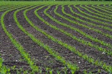 plants de maïs en train de germer dans un champs, dessinant des courbes vertes