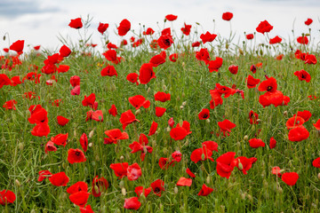 Fototapeta na wymiar Background image - field of red poppies on a background of cloudy sky
