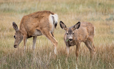 Mule Deer