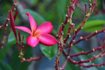 Plumeria
