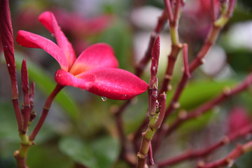 red flower in garden