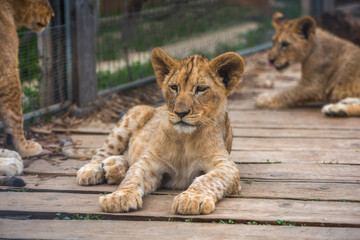 Fototapeta na wymiar Adorable Young Lion Lying and Relaxing on Wooden Floor in ZOO