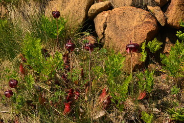 Peridotite Stone with Pitcher Plant