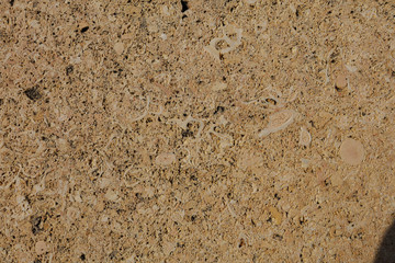 lineston shell ston from Cádiz España