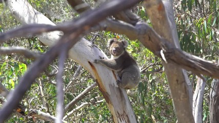 Koala hanging in tree Australia