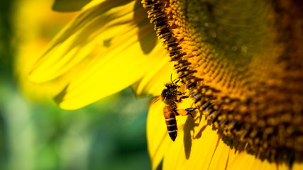 Soft Focus,Close up,Low light macro,The camera can capture the bees eating nectar from the sunflower, the bees pollinate the sunflower according to the duties received from nature.