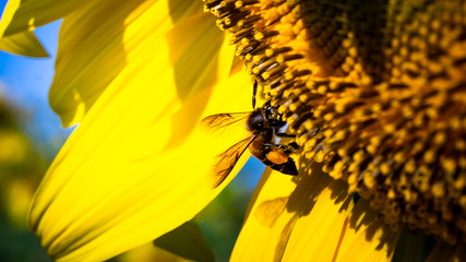 Soft Focus,Close up,Low light macro,The camera can capture the bees eating nectar from the sunflower, the bees pollinate the sunflower according to the duties received from nature.