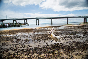 Australia 37