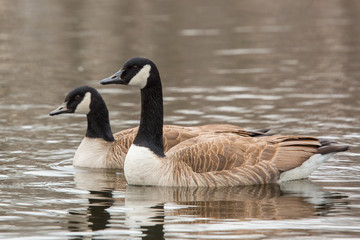 Canada Goose, Branta canadensis, in water