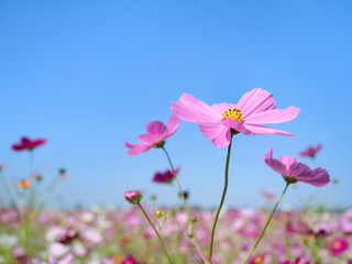 青空とコスモス畑