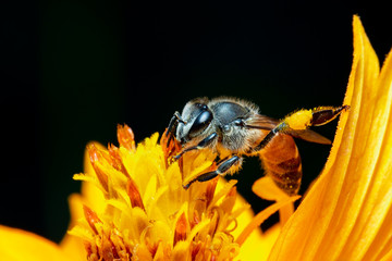 Image of little bee or dwarf bee(Apis florea) on yellow flower collects nectar on a natural background. Insect. Animal.