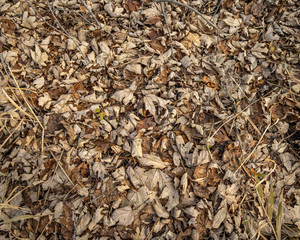 dried leaves