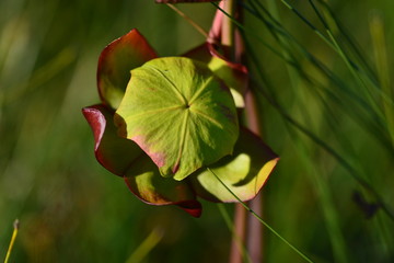 Pitcher Plant Flower Under Side