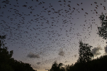 Vol de chauve-souris, au couché de soleil, en australie