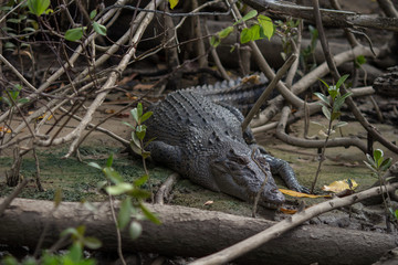 Crocodile au bord caché sur le bord d'un fleuve, en australie