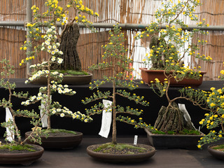 菊の花　盆栽作り