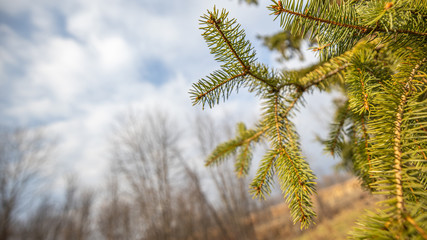 Naklejka premium pine tree on background of blue sky