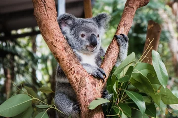 Fotobehang Close up of cute fluffy koala bear hanging on the tree close to the camera © Klara