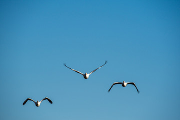 American White Pelicans Take Flight over a local California Lake. The American WHite Pelican is on of the largest birds in North America