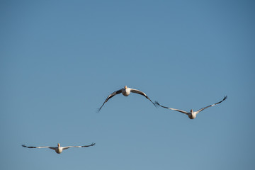 American White Pelicans Take Flight over a local California Lake. The American WHite Pelican is on of the largest birds in North America