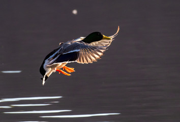 A Mallard Duck comes in for a landing on a local lake