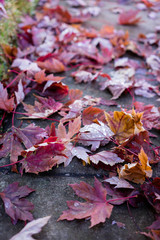 Deep red autumn leaves on the ground.