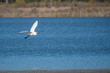 A Snowy Egret Taking flight from a lake