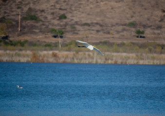 A Snowy Egret Taking flight from a lake