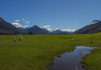 moutons sur fond de sommets enneigés, en nouvelle zélande