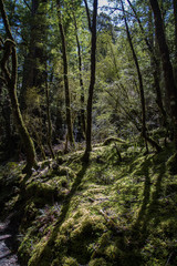 Forêt primaire en nouvelle zélande