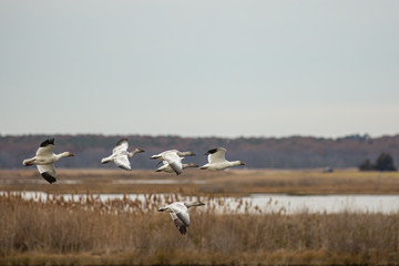 A group of snow geese flying in sync - Chen caerulescens
