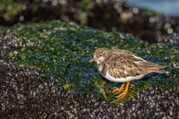 Ruddy turnstone - Arenaria interpres