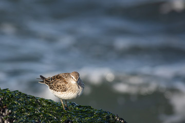 Dunlin - Calidris alpina