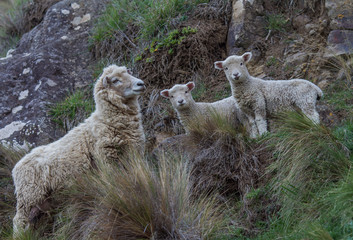Brebis et ses deux agneaux sur une pente dans le sud de la nouvelle zélande