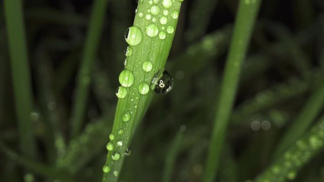 Drops of dew / rain water on blades of grass, close up macro