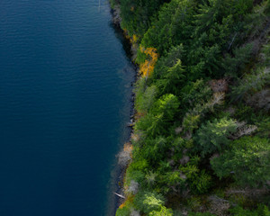 Photo looking down at the meeting of trees and lake.