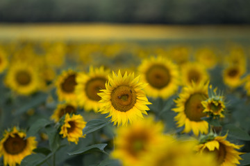 Obraz premium Champs de tournesols en été