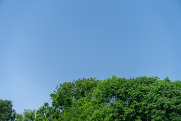 空と新緑