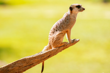 Adorable meerkat outside in nature during the day.