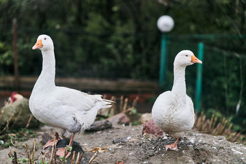 Two white geese in a zoo. Farm birds