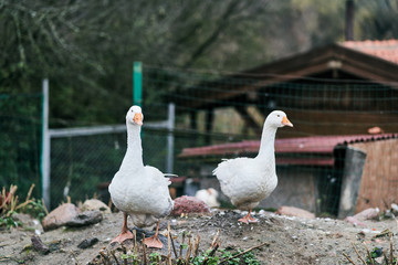 Two white geese in a zoo. Farm birds